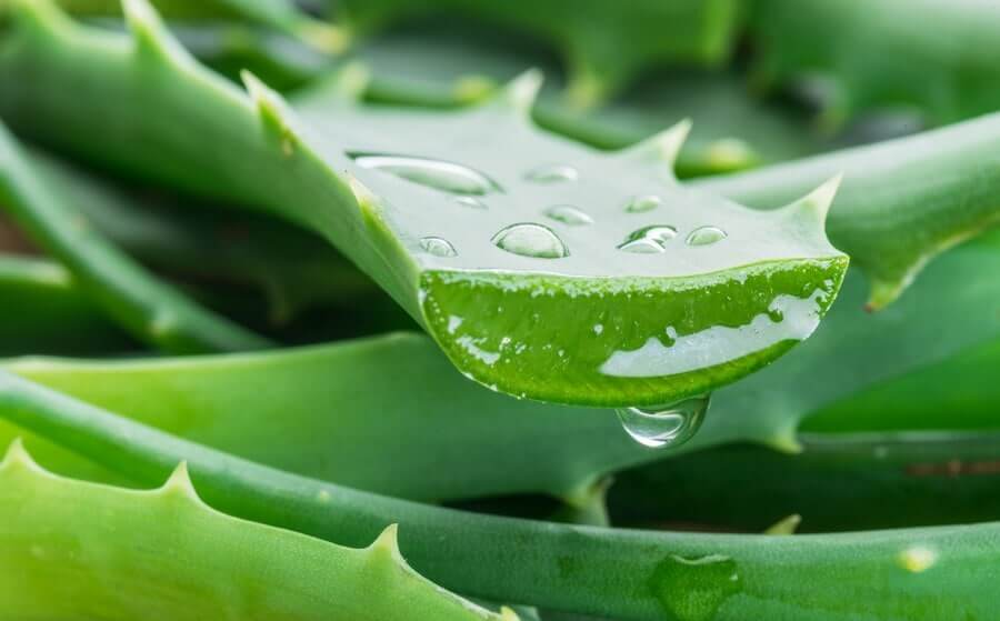 Decorative image of aloe vera